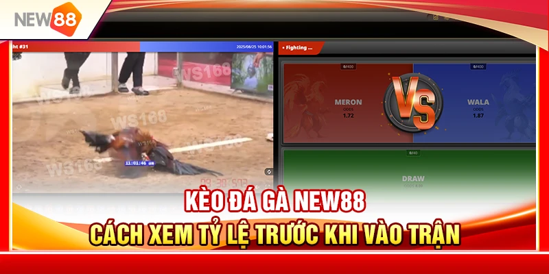 Kèo Đá Gà NEW88 – Cách Xem Tỷ Lệ Trước Khi Vào Trận 4 Kèo Đá Gà NEW88 – Cách Xem Tỷ Lệ Trước Khi Vào Trận