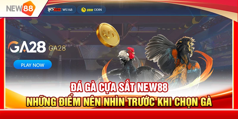 Đá Gà Cựa Sắt NEW88 – Những Điểm Nên Nhìn Trước Khi Chọn Gà 3 Đá Gà Cựa Sắt NEW88 – Những Điểm Nên Nhìn Trước Khi Chọn Gà