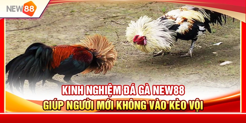 Kinh Nghiệm Đá Gà NEW88 Giúp Người Mới Không Vào Kèo Vội 1 Kinh Nghiệm Đá Gà NEW88 Giúp Người Mới Không Vào Kèo Vội
