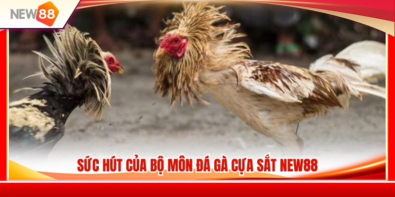 Vài điểm hấp dẫn của đá gà cựa sắt NEW88 