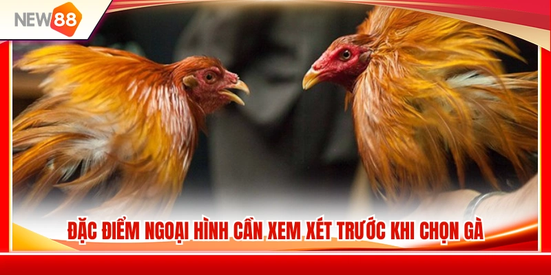Các tiêu chí nhận diện ngoại hình chiến kê tiềm năng 