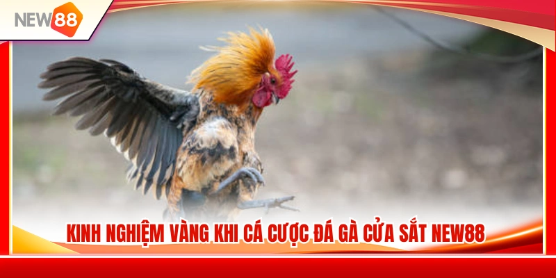 Những kinh nghiệm thực chiến giúp nâng cao tỷ lệ dự đoán 